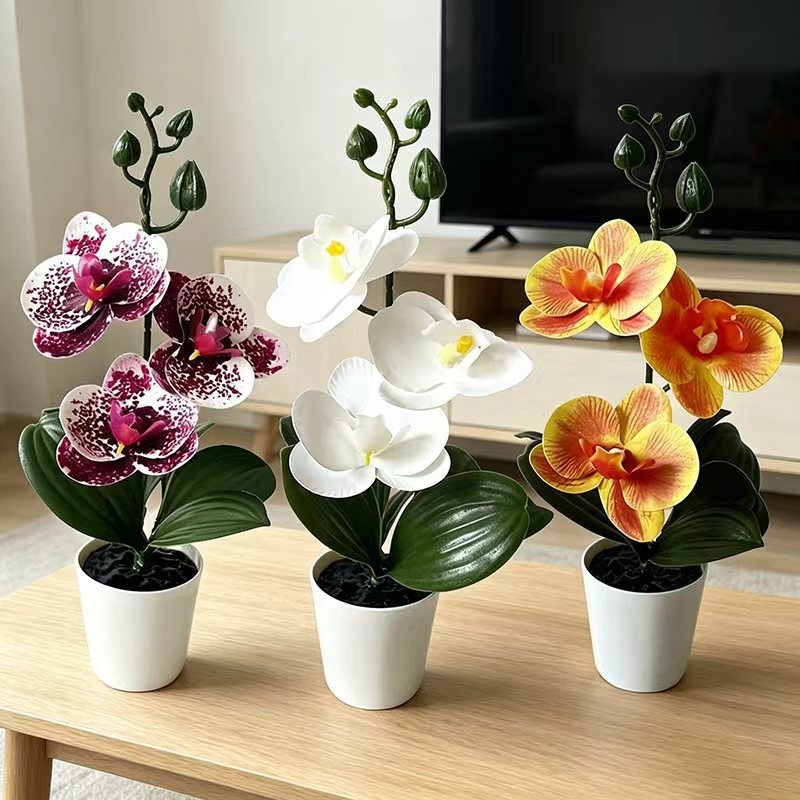 Orchid Phalaenopsis - Mini-vlinderorchidee potplant met 3 bloemen, pot