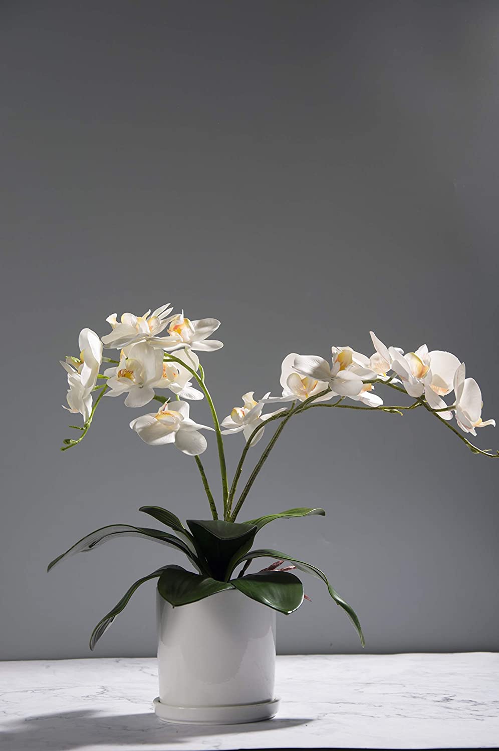 Phalaenopsis Orchideeën Blader - Orchid Phalaenopsis recensie en prijs