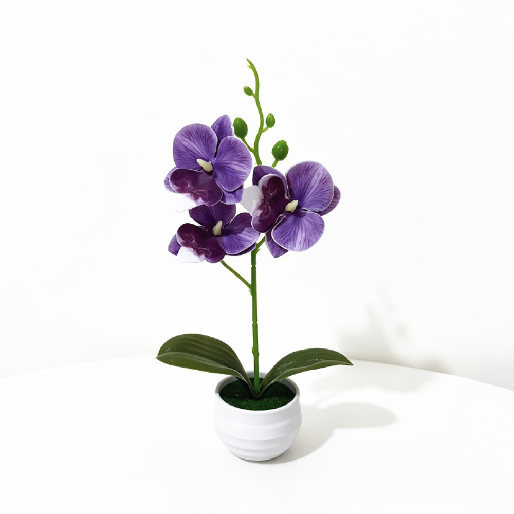 Realistische Mottenorchidee in - Orchid Phalaenopsis recensie en prijs