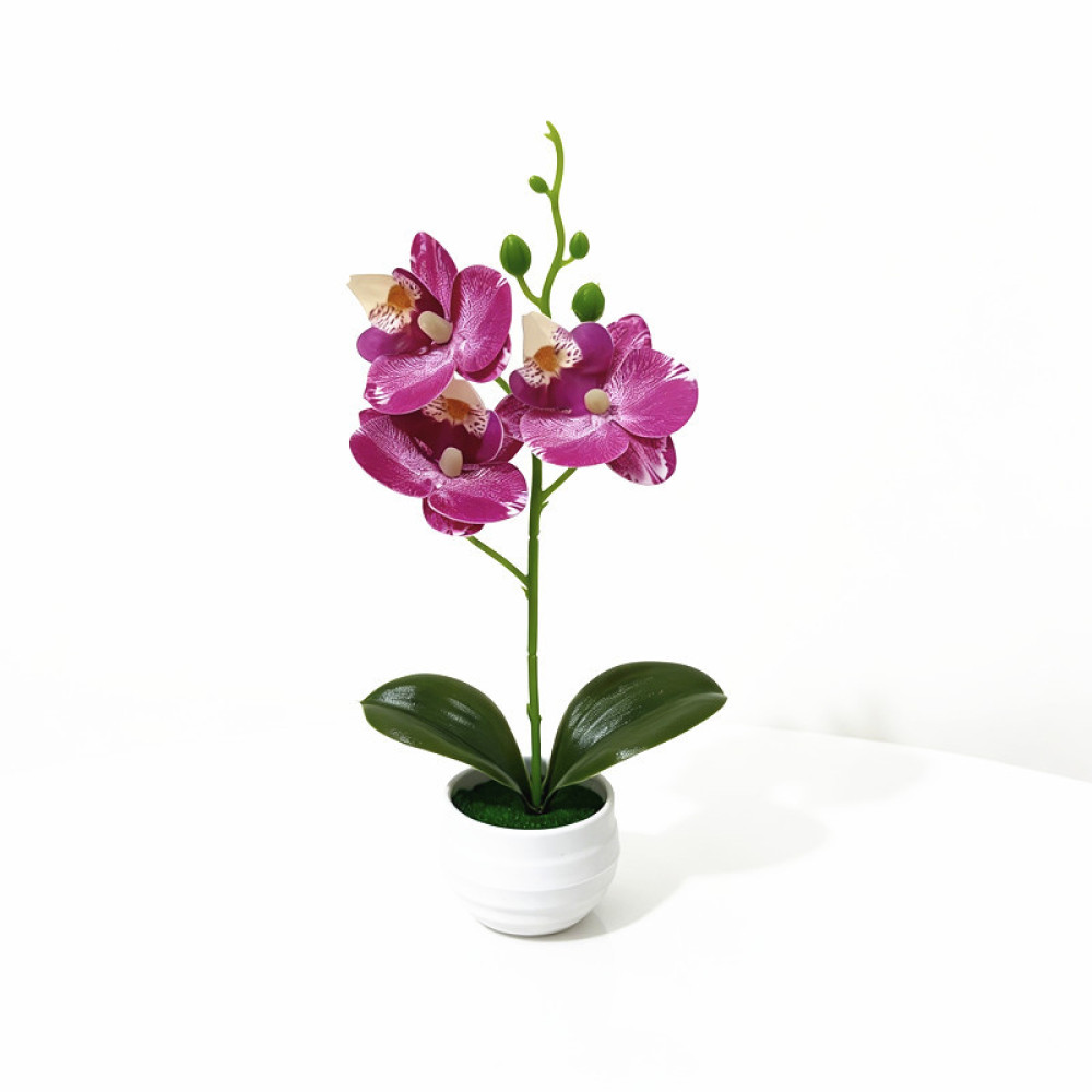 Realistische Mottenorchidee in - Orchid Phalaenopsis recensie en prijs