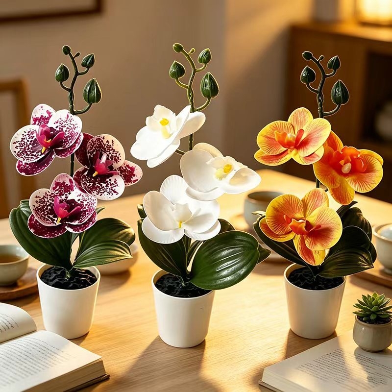 Mini-vlinderorchidee potplant  - Orchid Phalaenopsis recensie en prijs