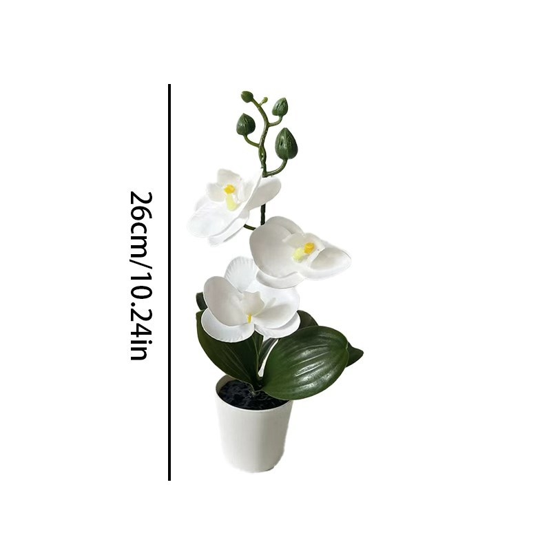 Mini-vlinderorchidee potplant  - Orchid Phalaenopsis recensie en prijs