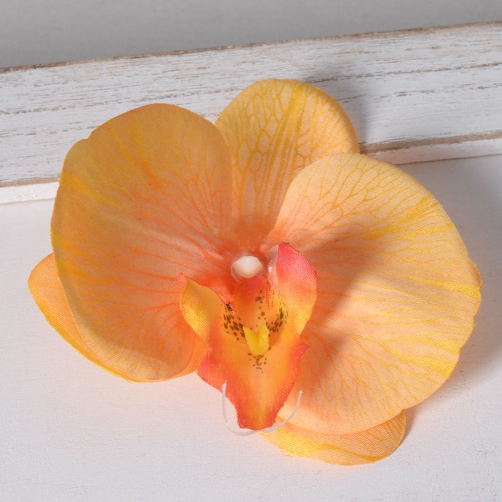 DIY Phalaenopsis bloemhoofd ha - Orchid Phalaenopsis recensie en prijs
