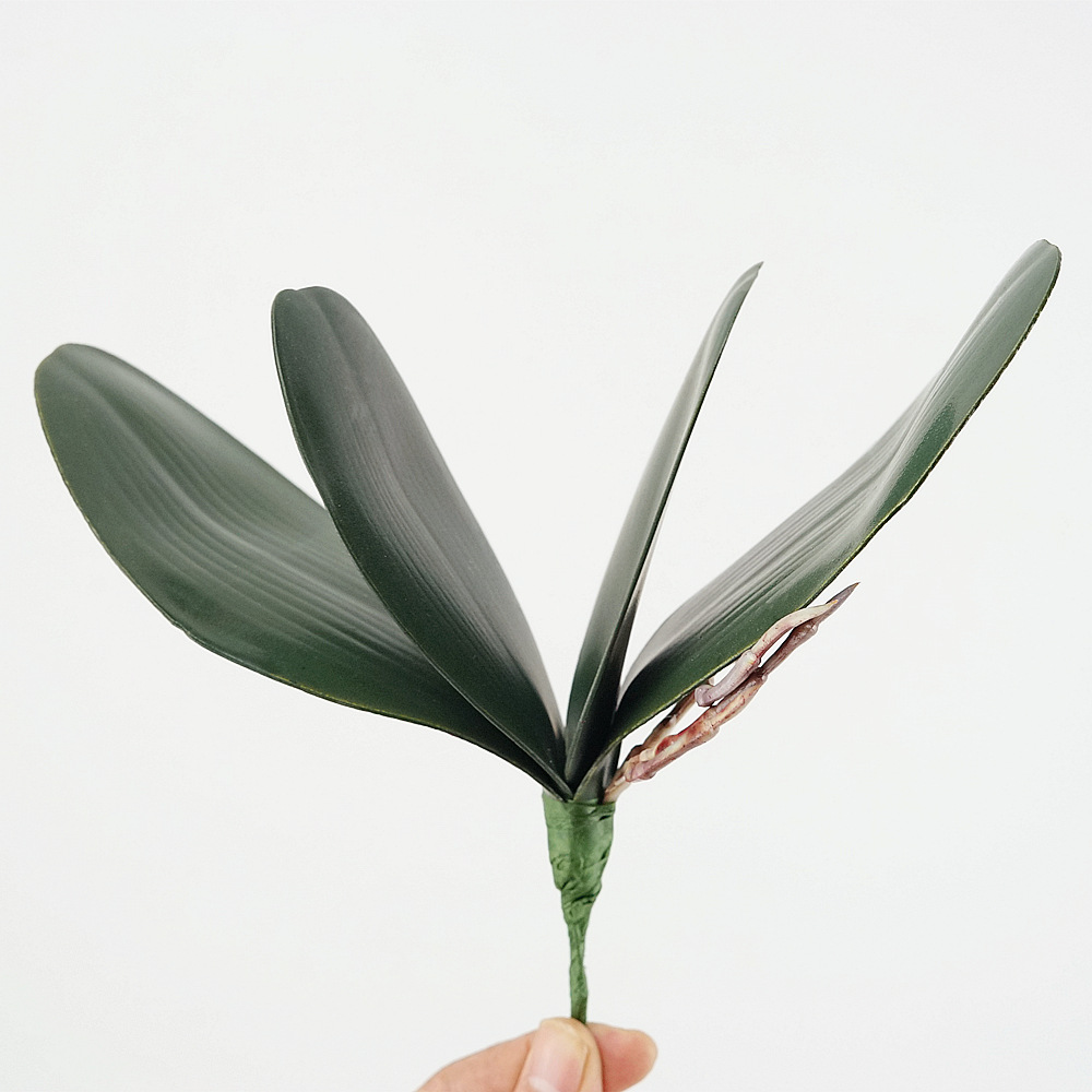 3pc Eva Simulatie Phalaenopsis - Orchid Phalaenopsis recensie en prijs