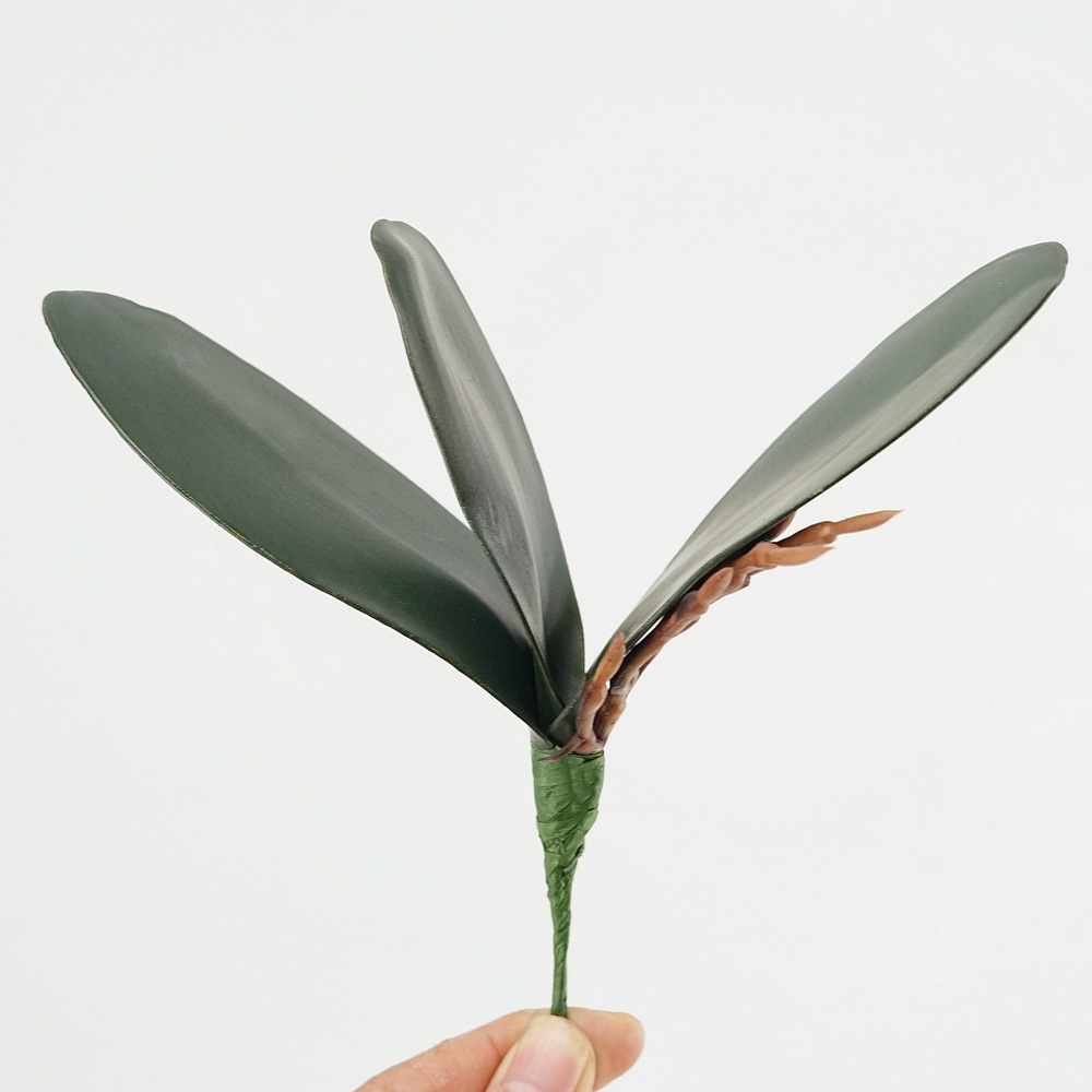 3pc Eva Simulatie Phalaenopsis - Orchid Phalaenopsis recensie en prijs