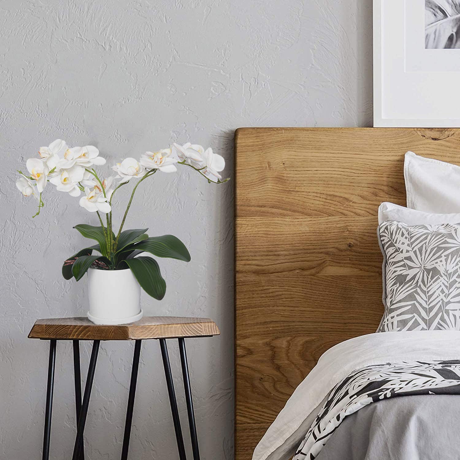Phalaenopsis Orchideeën Blader - Orchid Phalaenopsis recensie en prijs