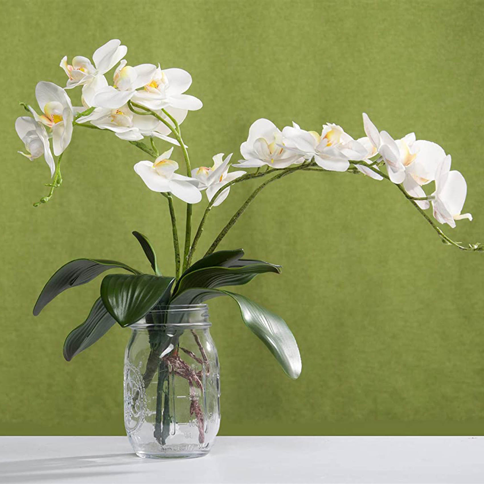 Phalaenopsis Orchideeën Blader - Orchid Phalaenopsis recensie en prijs